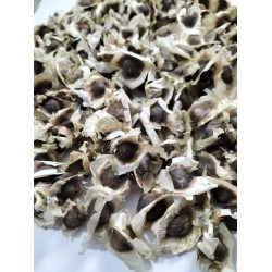 Drumstick(Moringa) PMK-1 (10 seeds)