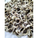 Drumstick(Moringa) PMK-1 (10 seeds)