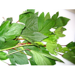 Sorrel Leaves(Gongura Red) (300+ Seeds)