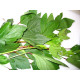 Sorrel Leaves(Gongura Red) (300+ Seeds)