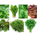Leafy Vegetable Seeds
