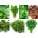 Leafy Vegetable Seeds