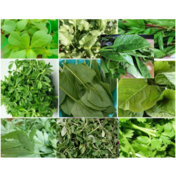 Leafy Seeds Pack of 10
