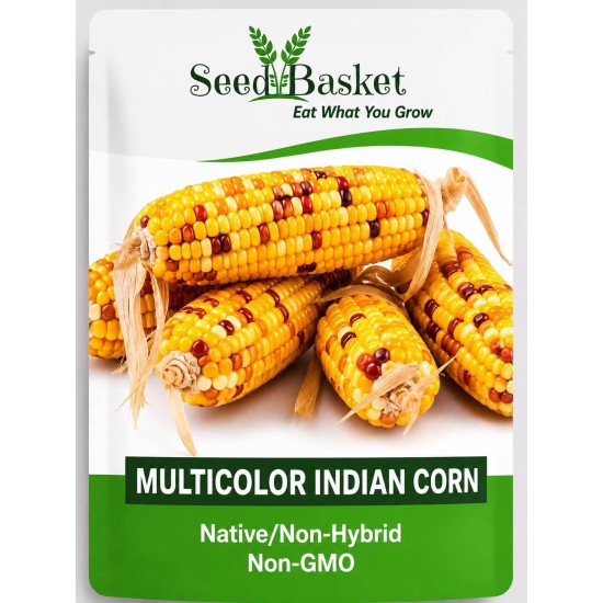 Multicolour Indian Corn (20 Seeds)