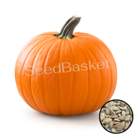 Pumpkin ( 25 seeds)