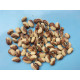 Cowpea (30 Seeds)