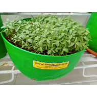 Siri kura (1400+ Seeds)