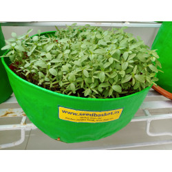 Siri kura (1400+ Seeds)