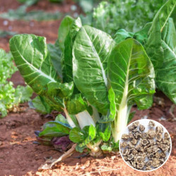 Swiss Chard (100 Seeds)