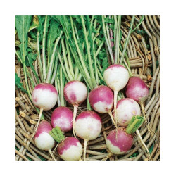 Turnip Purple Top (100 Seeds)