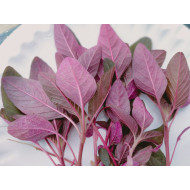 Red Amaranth (1400+ Seeds)