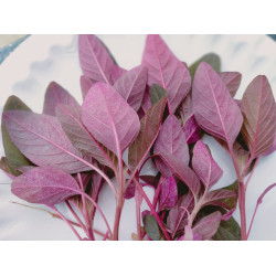 Red Amaranth (1400+ Seeds)