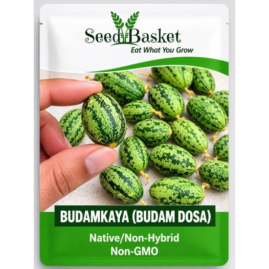 Budamkaya (Budam Dosa) Seeds – Native & Non-Hybrid Vegetable Seeds