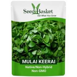 Mulai Keerai Seeds (1400+ Seeds) | Native/Non-Hybrid | Non-GMO