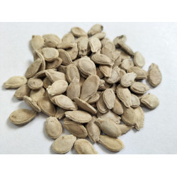 Ash Gourd (50 Seeds)