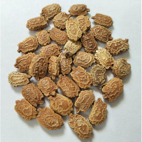 White Bitter Gourd (20 Seeds)