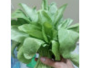 How to Grow Spinach/Palak at Home Garden