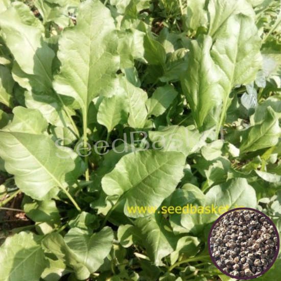 Palak/Spinach (400+ Seeds)