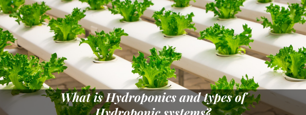 What is Hydroponics and types of Hydroponic systems?