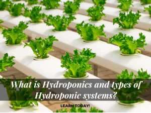 What is Hydroponics and types of Hydroponic systems?