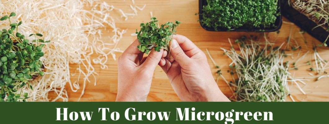 How to Grow Microgreens At Home?