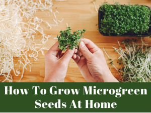 How to Grow Microgreens At Home?
