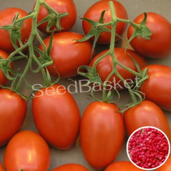 Tomato Oval Shaped Hybrid Seeds