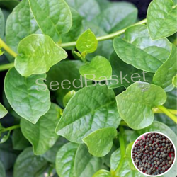 Bachali/Malabar Spinach(350+ Seeds)