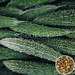 Bitter Gourd Green (20 Seeds)