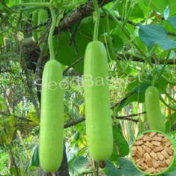 Bottle Gourd Non-Hybrid (23 Seeds)
