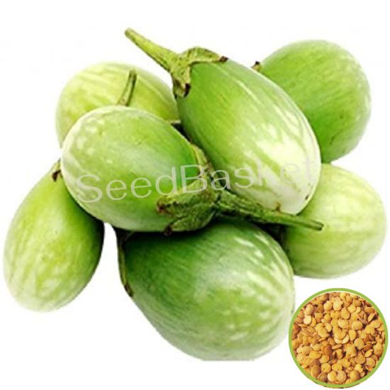 Brinjal Green Round (400+ Seeds)