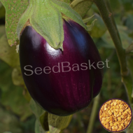 Brinjal Purple Round Non-Hybrid (Egg plant) (400+ Seeds)