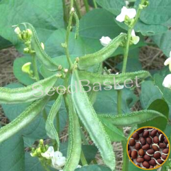 Dolichos Bush(Chettu Chikkudu) (15 Seeds)