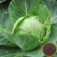Cabbage Non-Hybrid (200 Seeds)