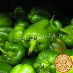 Capsicum Green Hybrid  (25 Seeds)