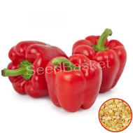 Capsicum Red  F1 Hybrid(25 Seeds)