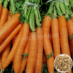 Carrot Non Hybrid  (400 Seeds)