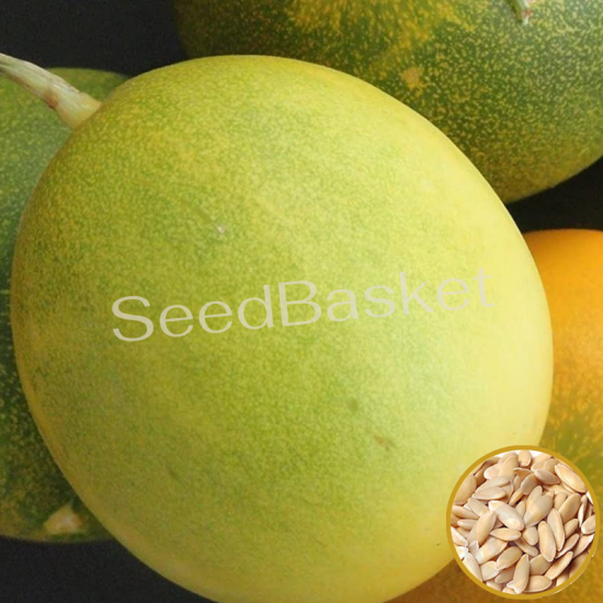 Yellow Cucumber(Dosakaya) (100+ Seeds)