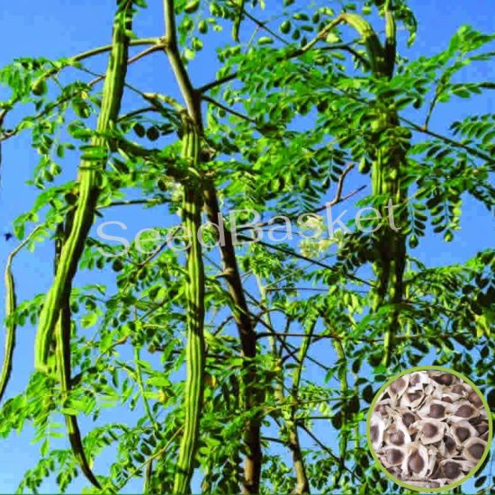 Drumstick(Moringa) PMK-1 (10 seeds)