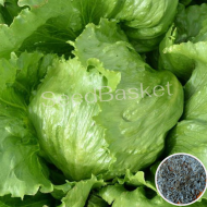 Lettuce Iceberg (400 Seeds)