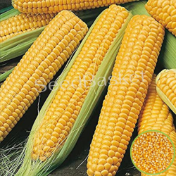 Indian Corn/Maize (25 seeds)