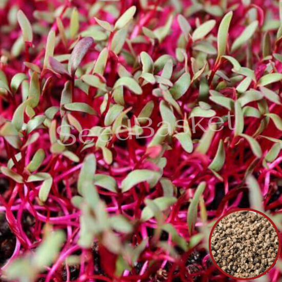 Microgreens Beetroot Seeds (50 Grms)