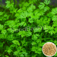 Microgreen Carrot Seeds (100 Grms)