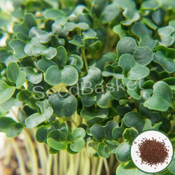Microgreen Kale (1000 Seeds)