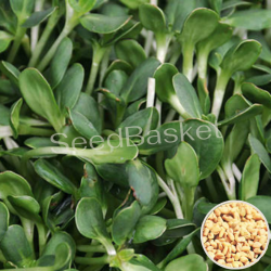 Microgreen Methi Seeds (100 Grms)