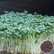 Microgreen Mustard Seeds (100 Grms)