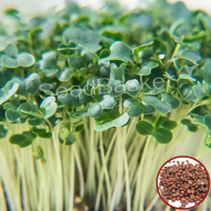 Microgreen White Radish Seeds (100 Grms)
