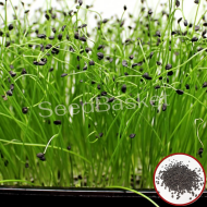 Microgreen Onion Seeds (100 Grms)