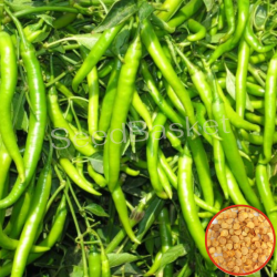 Chilli Non Hybrid (300 Seeds)