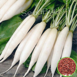 Radish (300 Seeds)